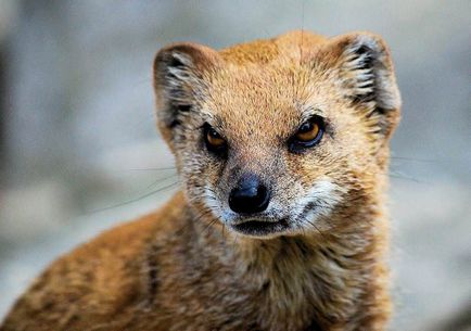 Mongoose (55 de fotografii) vânător de șarpe, familie pitic, animal dungat acasă, viteză