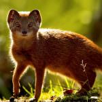 Mongoose (55 de fotografii) vânător de șarpe, familie pitic, animal dungat acasă, viteză