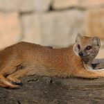 Mongoose (55 de fotografii) vânător de șarpe, familie pitic, animal dungat acasă, viteză