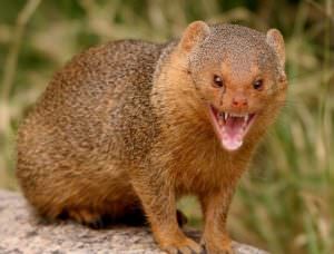 Mongoose (55 de fotografii) vânător de șarpe, familie pitic, animal dungat acasă, viteză