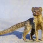 Mongoose (55 de fotografii) vânător de șarpe, familie pitic, animal dungat acasă, viteză