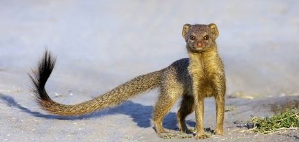 Mongoose (55 de fotografii) vânător de șarpe, familie pitic, animal dungat acasă, viteză