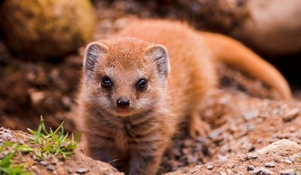 Mongoose (55 de fotografii) vânător de șarpe, familie pitic, animal dungat acasă, viteză