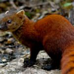 Mongoose (55 de fotografii) vânător de șarpe, familie pitic, animal dungat acasă, viteză