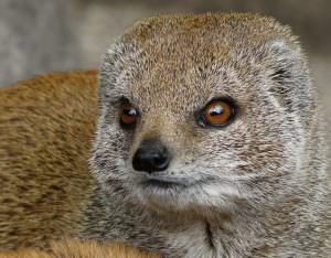 Mongoose (55 de fotografii) vânător de șarpe, familie pitic, animal dungat acasă, viteză