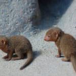 Mongoose (55 de fotografii) vânător de șarpe, familie pitic, animal dungat acasă, viteză