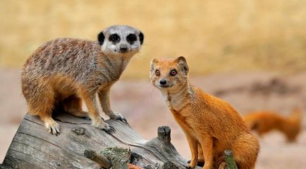 Mongoose (55 de fotografii) vânător de șarpe, familie pitic, animal dungat acasă, viteză