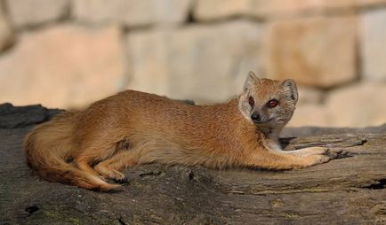 Mongoose (55 de fotografii) vânător de șarpe, familie pitic, animal dungat acasă, viteză