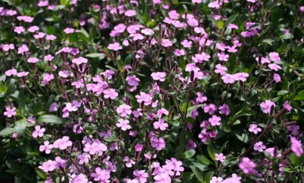 Saponaria (Soapwort) adagolás előnyös tulajdonságai, felhasználása, ellenjavallatok