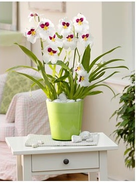 Miltonia - specie, îngrijire, reproducere, verde