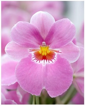 Miltonia - specie, îngrijire, reproducere, verde