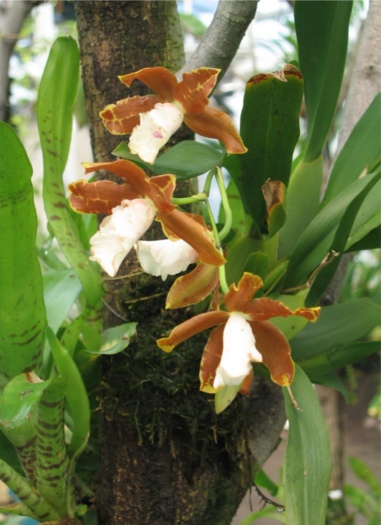 Miltonia - specie, îngrijire, reproducere, verde