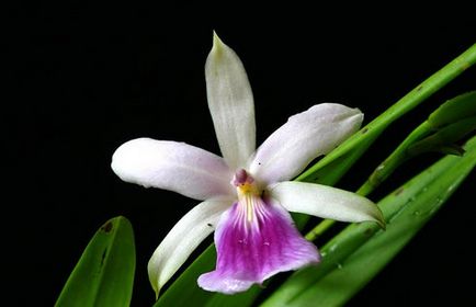 Miltonia - specie, îngrijire, reproducere, verde