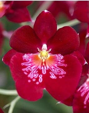 Miltonia - specie, îngrijire, reproducere, verde