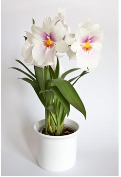 Miltonia - specie, îngrijire, reproducere, verde