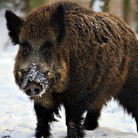 Az invázió vaddisznó és az őz, a Szverdlovszk régióban (videó) táplálkoznak vadállatok télen