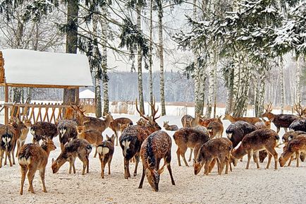 Invazia mistreților și căpriorilor din regiunea Sverdlovsk (video) care hrănește animalele sălbatice în timpul iernii