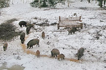 Az invázió vaddisznó és az őz, a Szverdlovszk régióban (videó) táplálkoznak vadállatok télen