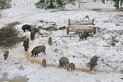 Invazia mistreților și căpriorilor din regiunea Sverdlovsk (video) care hrănește animalele sălbatice în timpul iernii