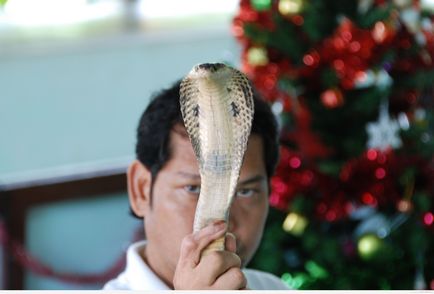 Нашестя медуз в Таїланді сезон дощів укус медузи смертельноострова таїланду
