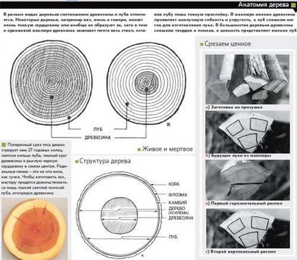 Știința anatomiei ceapă a arcului clasic din lemn, jurnalul de mecanică populară