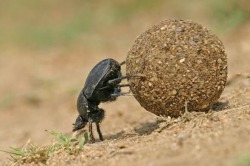 Gândacul de gunoi - fotografie, video, ce se hrănește, cum arată și etapele dezvoltării sale