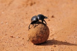 Beetle Beetle - képek, videók, mit eszik, hogyan néz ki és a fejlettségi (bogár) Beetle Beetle - képek, videók, mit esznek, hogyan kell nézni, és a szakaszában a fejlesztési
