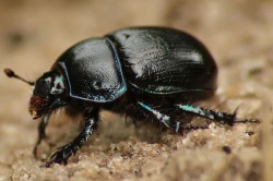 Beetle Beetle - képek, videók, mit esznek, hogyan kell nézni, és a szakaszában a fejlődés (videó) Beetle Beetle - képek, videók, mit esznek, hogyan kell nézni, és a szakaszában a fejlesztési