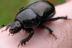 Beetle Beetle - képek, videók, mit esznek, hogyan kell nézni, és a szakaszában a fejlődés (videó) Beetle Beetle - képek, videók, mit esznek, hogyan kell nézni, és a szakaszában a fejlesztési