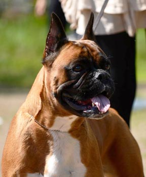 Boxer - Breed története