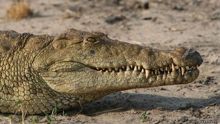 Un pic despre crocodili - micul meu colt confortabil