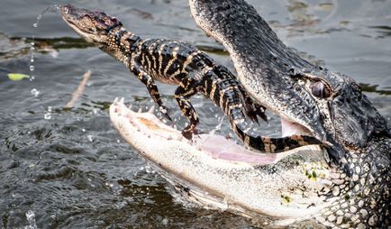 Un pic despre crocodili - micul meu colt confortabil