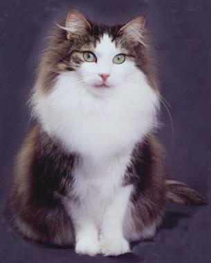 Норвезька довгошерста кішка (norsk skogkatt) - опис породи, характер, хвороби і фото