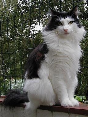 Норвезька довгошерста кішка (norsk skogkatt) - опис породи, характер, хвороби і фото