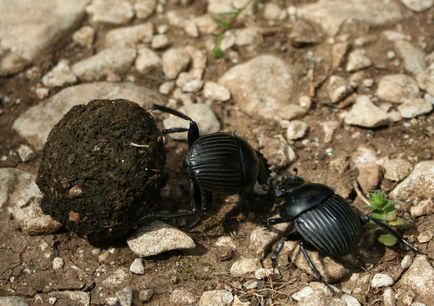 Un alt miracol al naturii, gândacul de gâscă