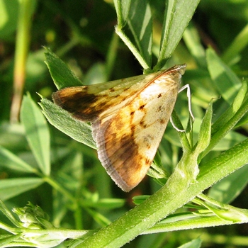 Combaterea dăunătorilor pentru combaterea insectelor 4338