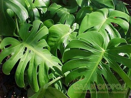 Támogatás monstera