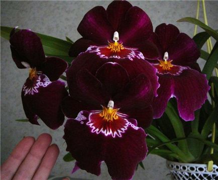 Orchid miltonia plantare, îngrijire și reproducere la domiciliu, fotografie