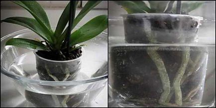 Орхідея Мільтонія посадка, догляд і розмноження в домашніх умовах, фото