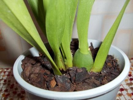 Orchid miltonia plantare, îngrijire și reproducere la domiciliu, fotografie