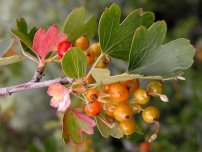 Înmormântarea toamnei de pomi fructiferi de piatră în grădină, un horticulturist (gospodărie)