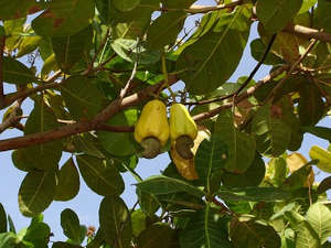 Caracteristicile creșterii casheiului