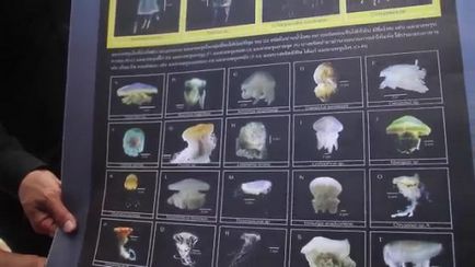 Обережно - медузи в Паттайя - новини Паттайї