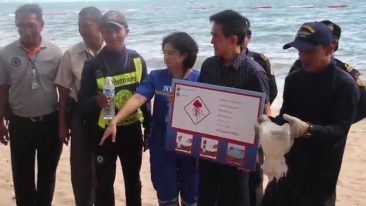 Atenție - Meduze în Pattaya - Pattaya News