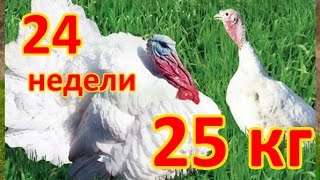 Відгодівлю індиків на м'ясо в домашніх умовах