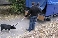 Câine de capturare - afaceri profitabile și dezvoltarea ilegală a banilor bugetari - oxana semyk