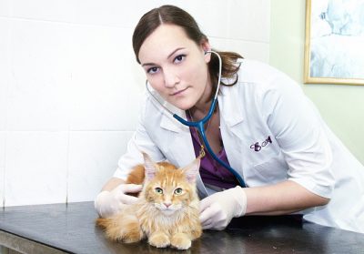 Otrăvire în pisici simptome și tratament la domiciliu, ce se poate face