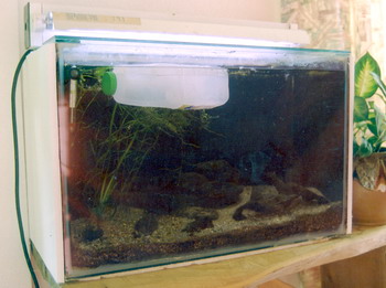 Охолодження води в акваріумі в спеку - ефективні методики