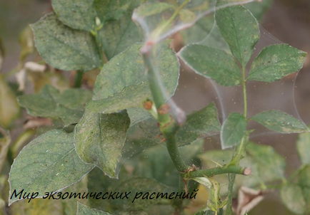 Acarianul spider pe metodele de combatere a plantelor, lumea plantelor exotice