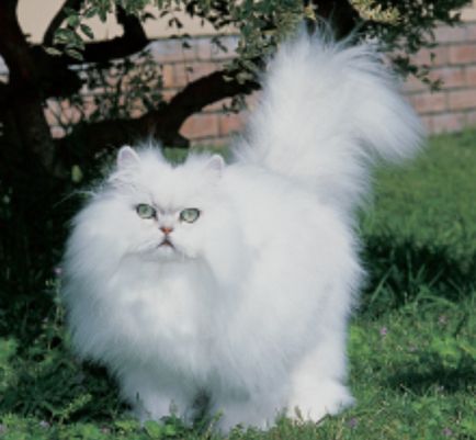 Chinchilla Perzsa macska, fajta leírás